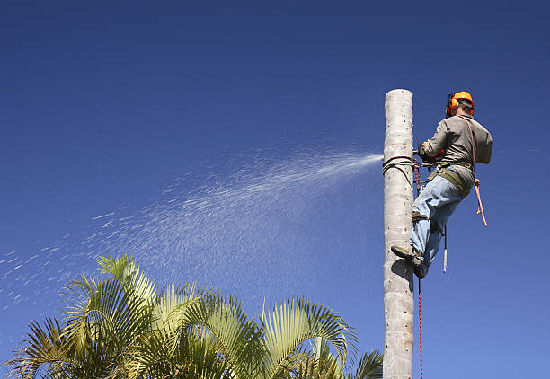  , USA Tree Care Pros